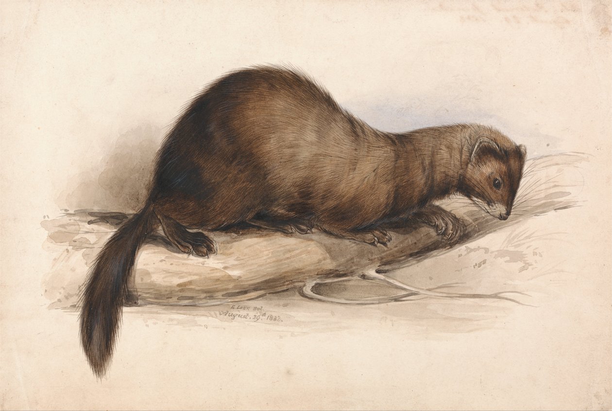 Ein Wiesel von Edward Lear