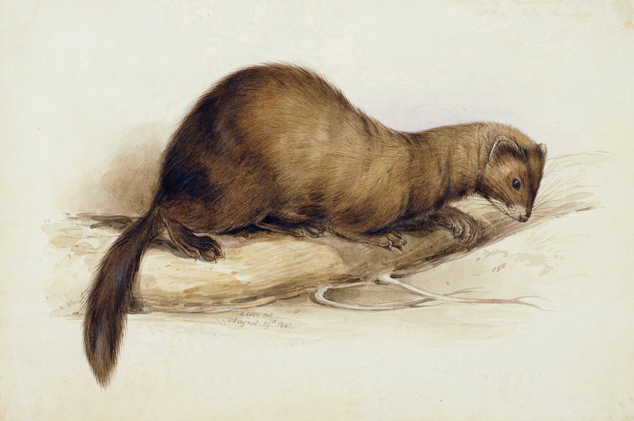 Ein Wiesel von Edward Lear