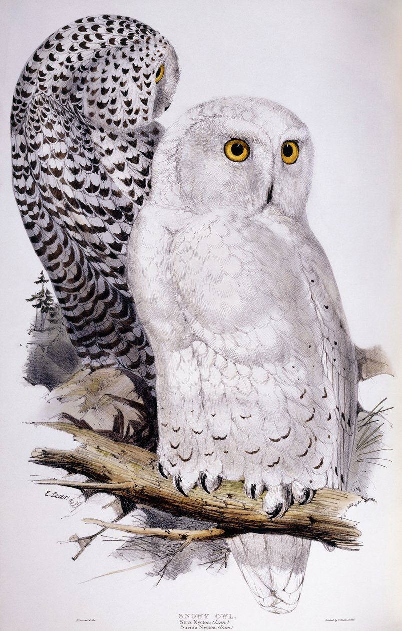 Schneeeule, 1832-1837 von Edward Lear