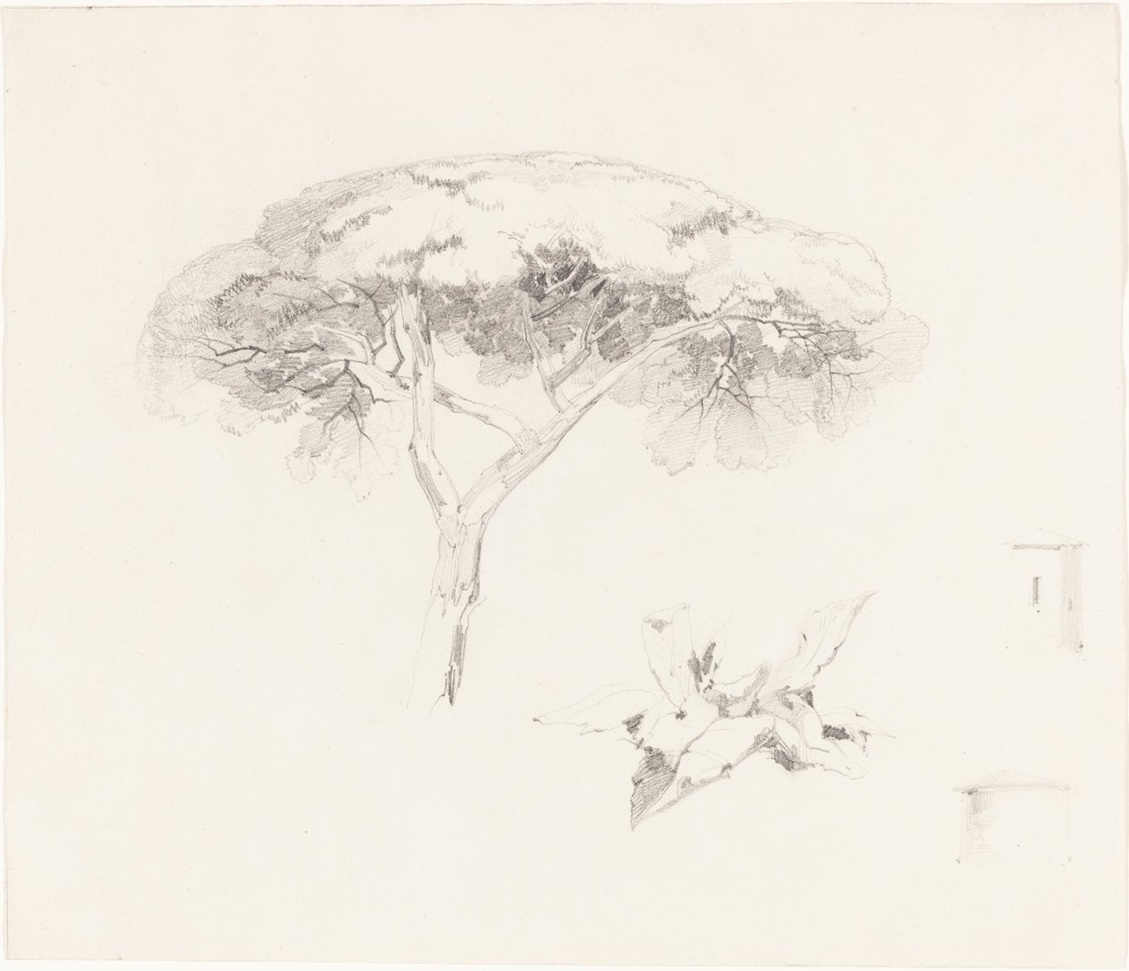 Schirmkiefer und andere Studien, 1839-1845 von Edward Lear