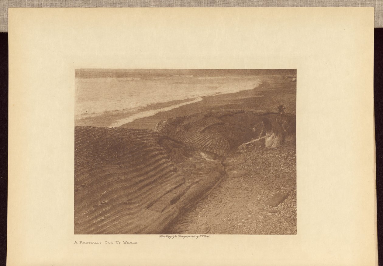 Ein teilweise zerlegter Wal von Edward S. Curtis