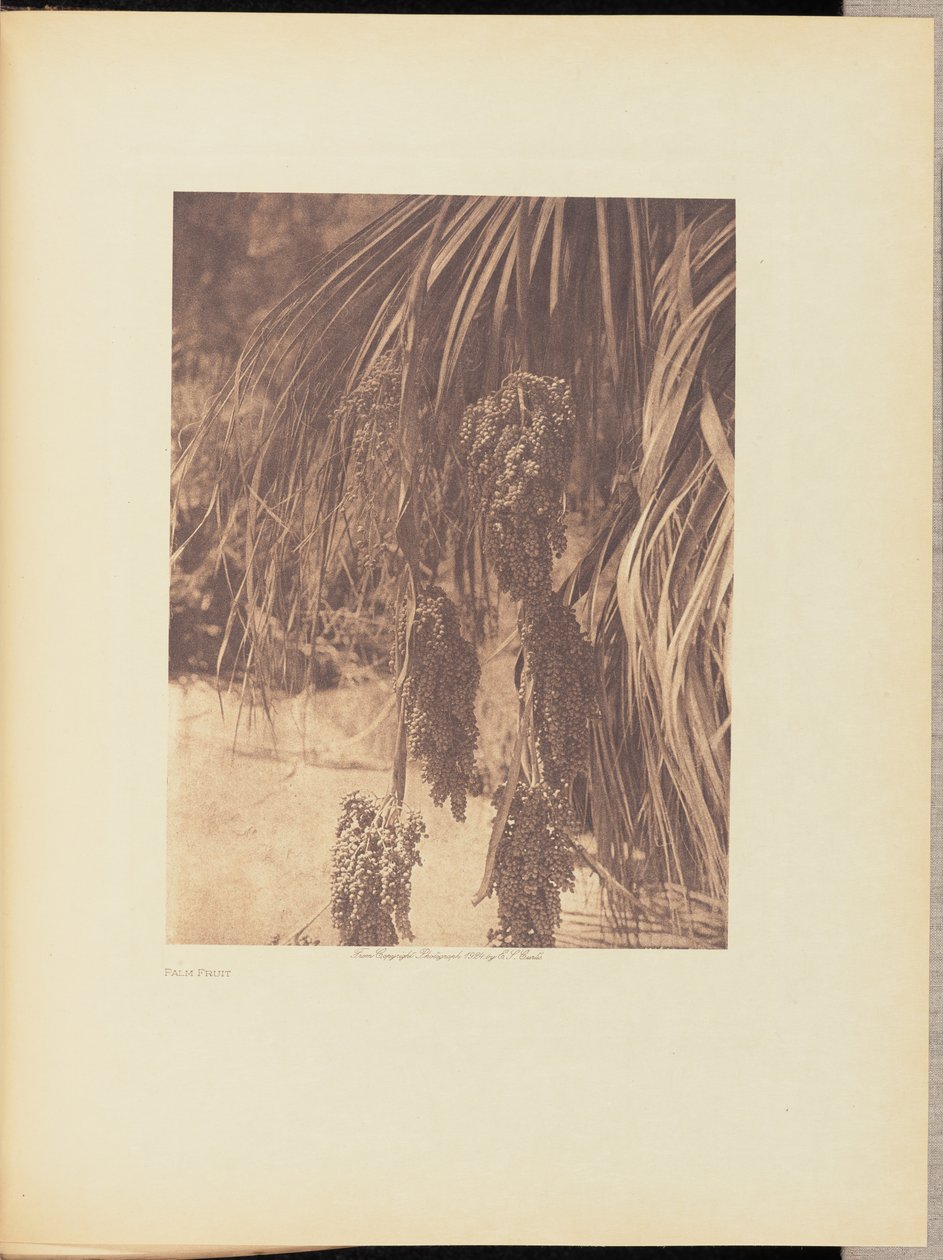 Palmfrucht von Edward S. Curtis