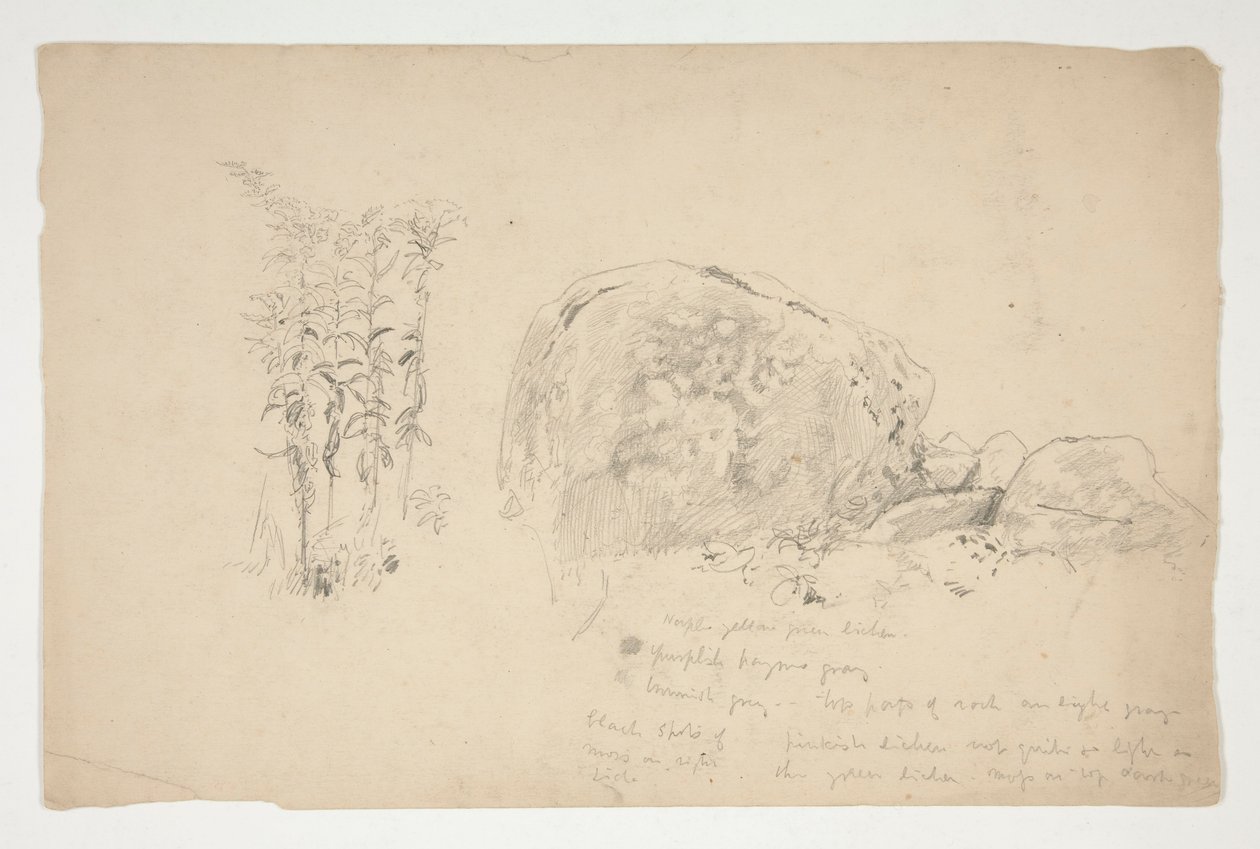 Skizzen von Felsen, Unkraut von Edwin Austin Abbey