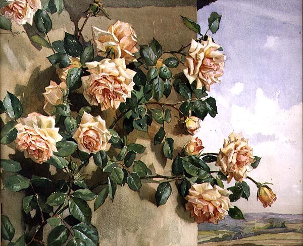Rosen an einer Wand von Edwin Byatt
