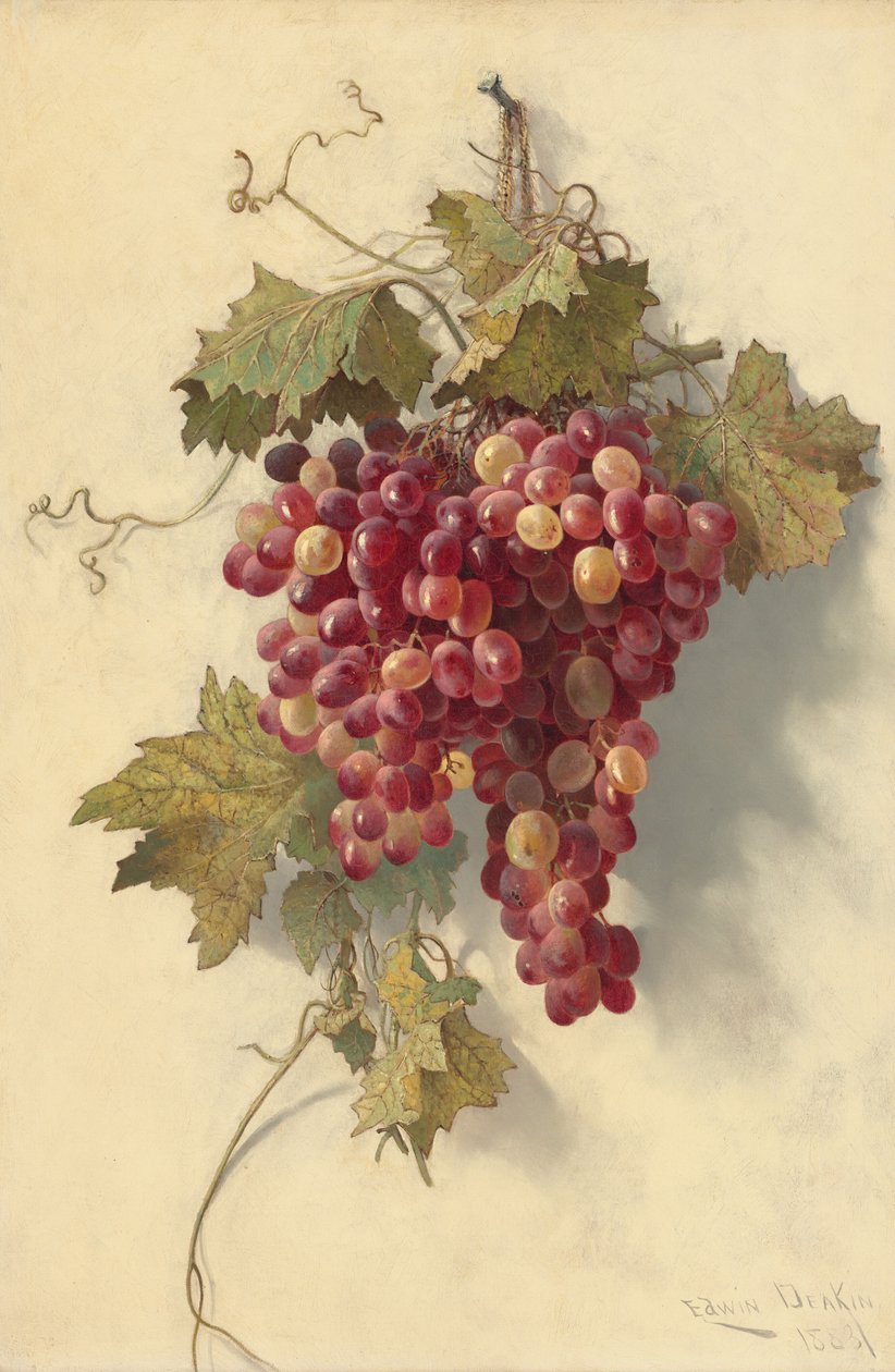 Trauben an weißer Wand von Edwin Deakin