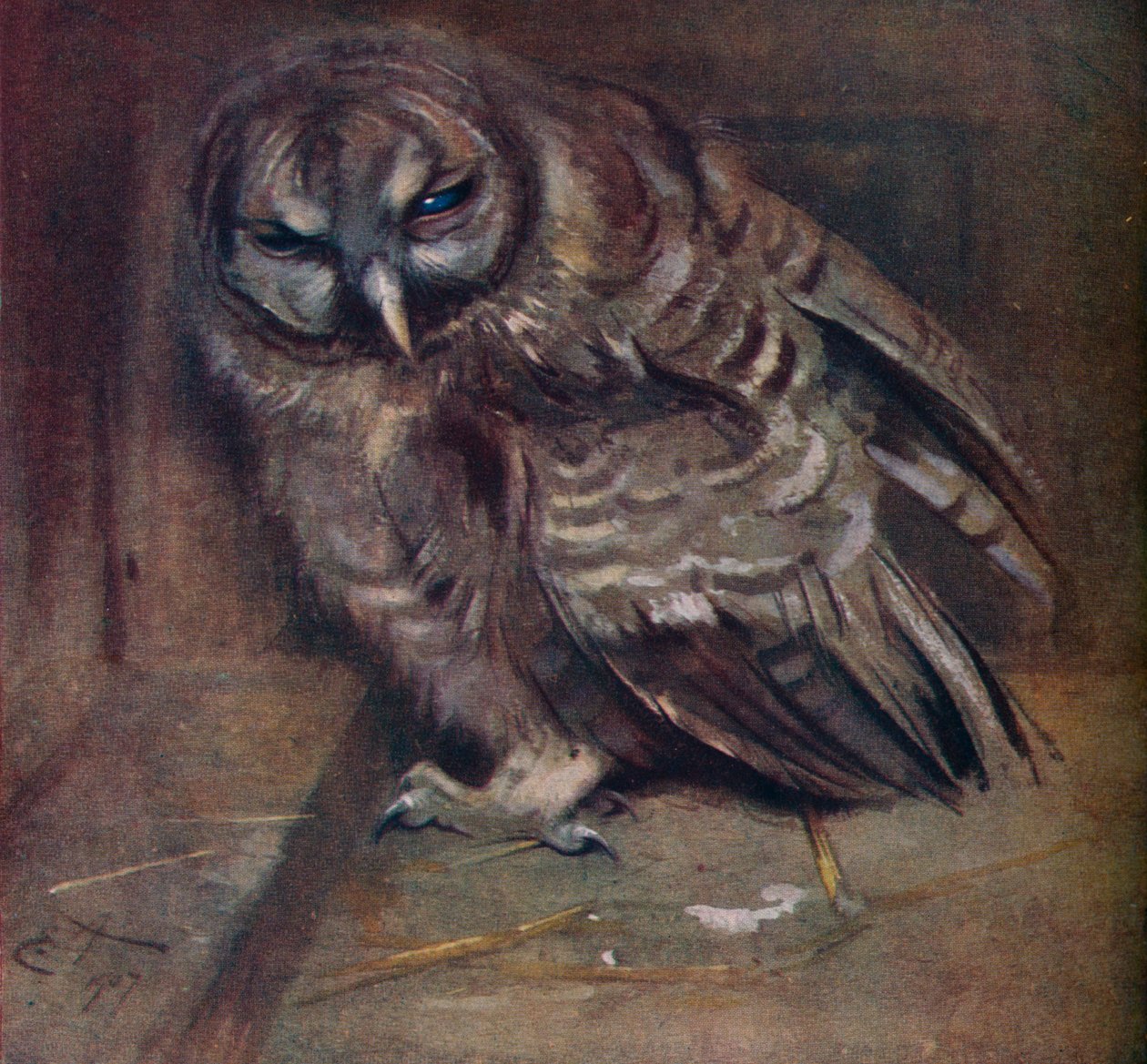 Eine junge braune Eule, 1907 von Edwin John Alexander