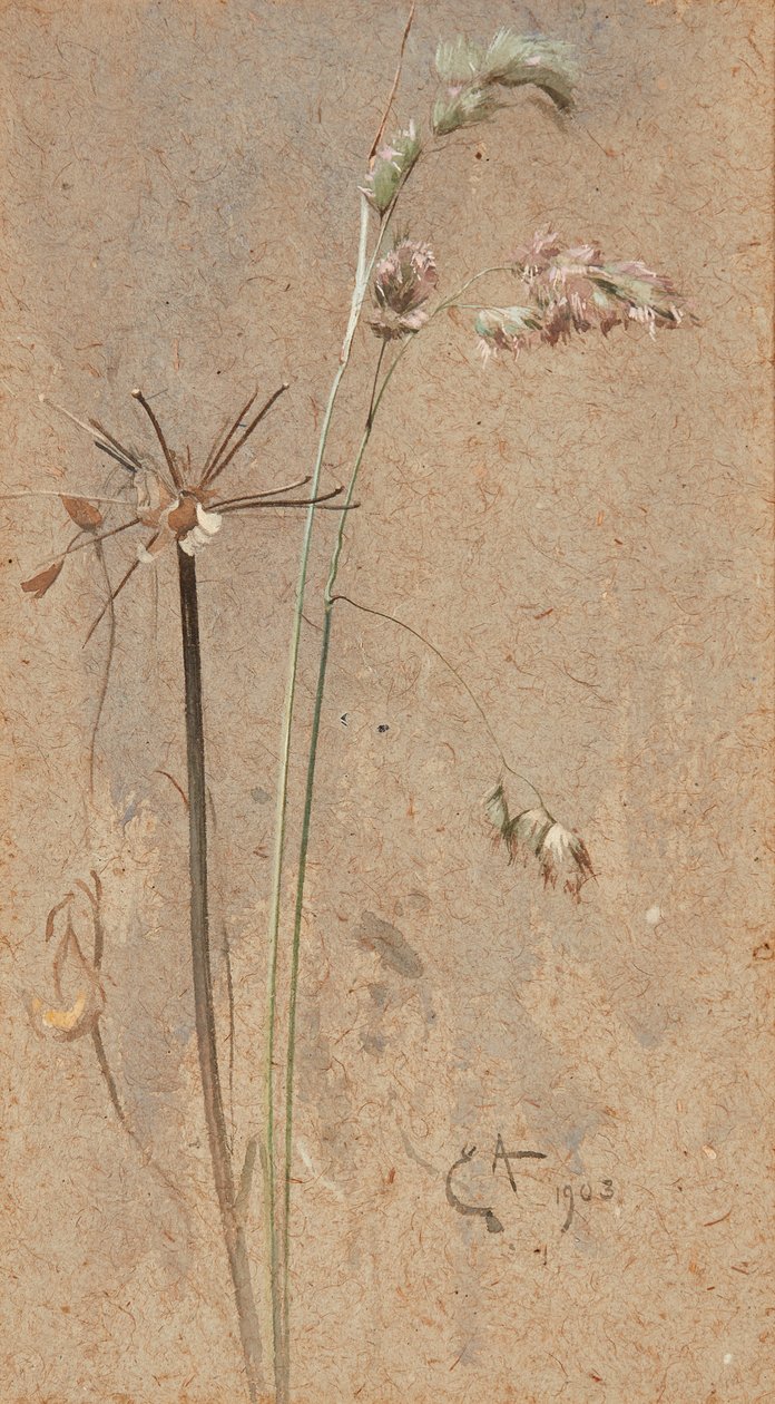 Knaulgras von Edwin John Alexander