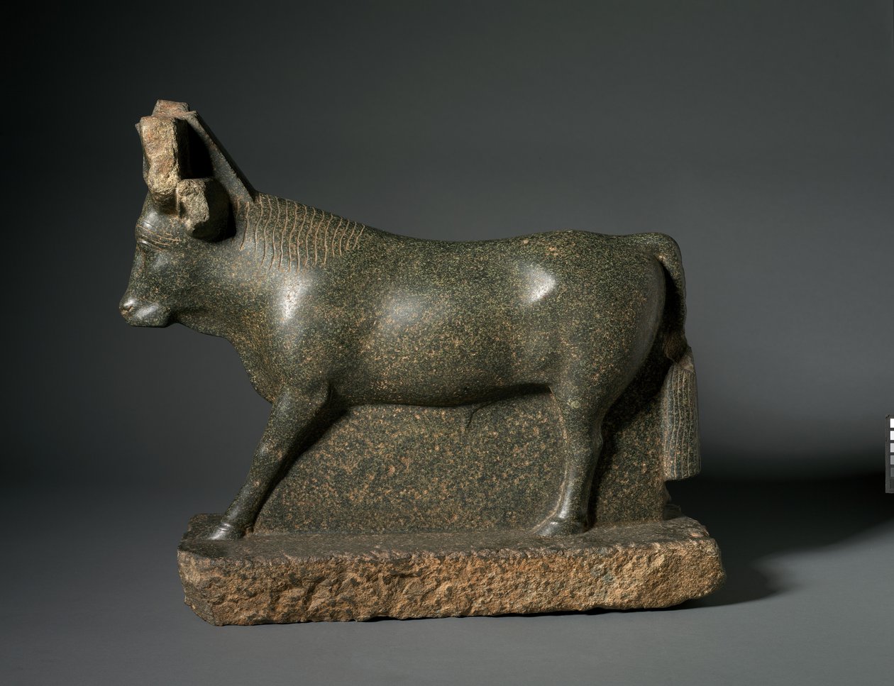 Apis-Stier von Egyptian Ptolemaic Period