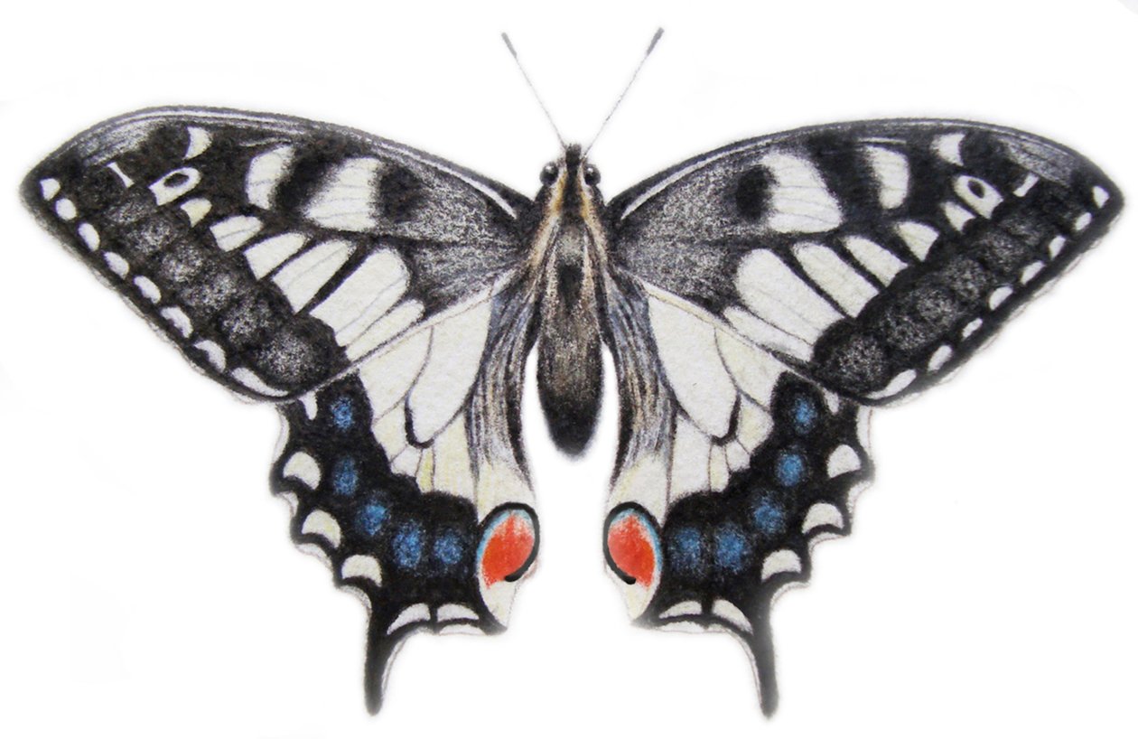 Schwalbenschwanz von Eleanor Grafton