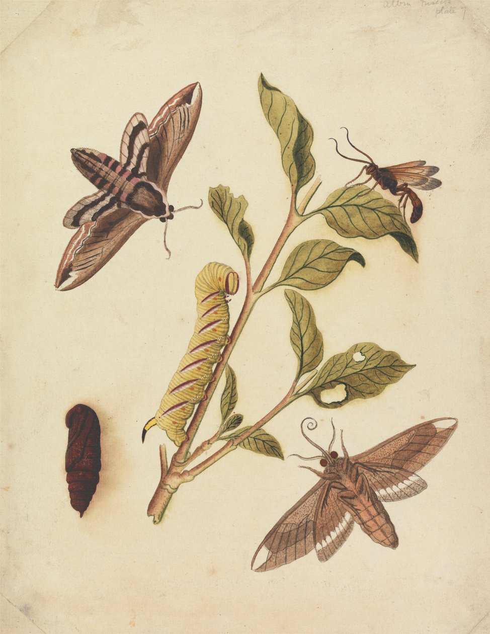 Ligusterschwärmer und Callajoppa Exaltatoria von Eleazar Albin