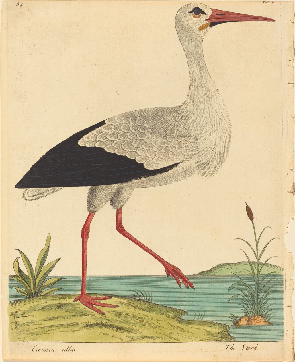 Der Storch (Ciconia Alba) von Eleazar Albin