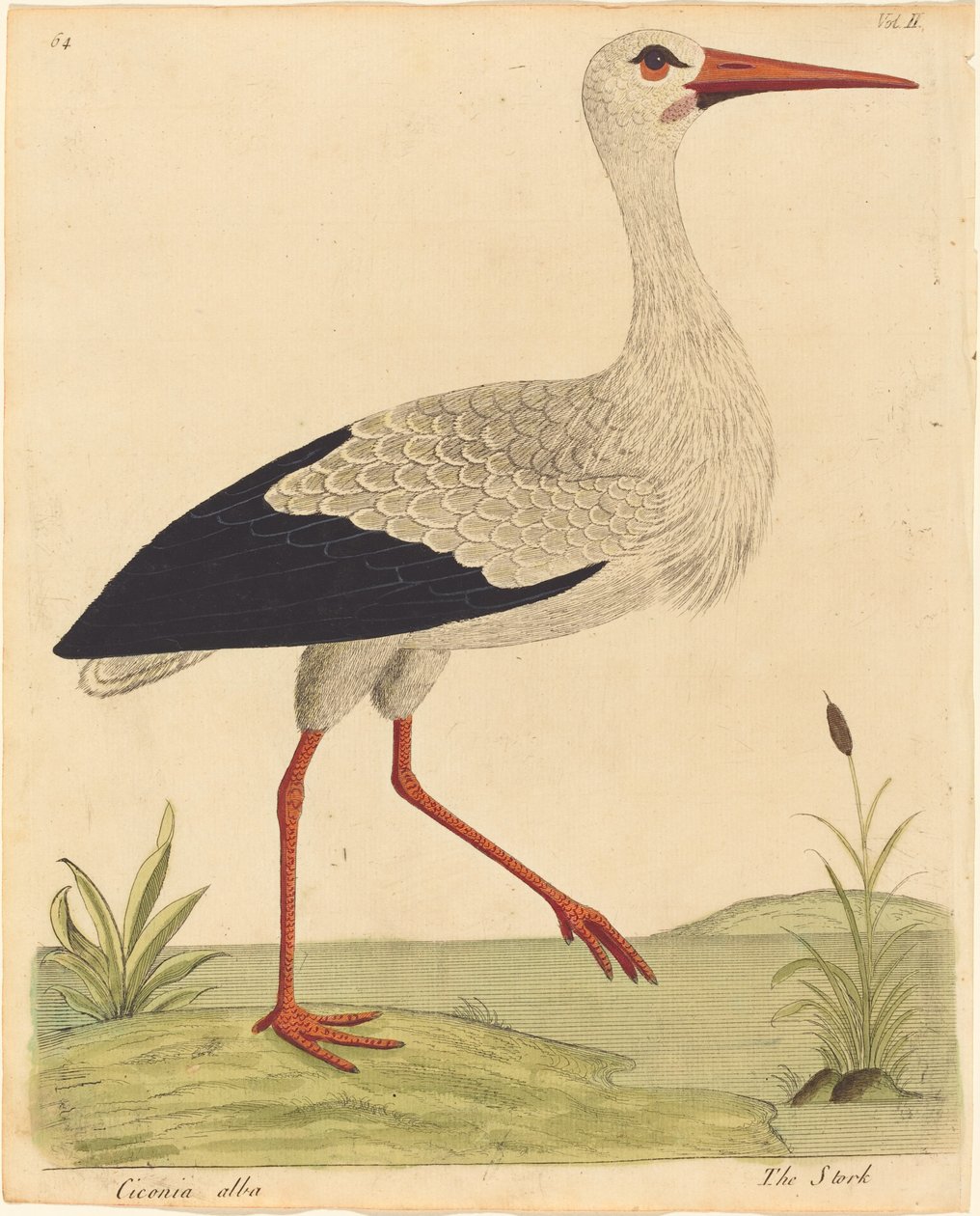 Der Storch Ciconia Alba von Eleazar Albin