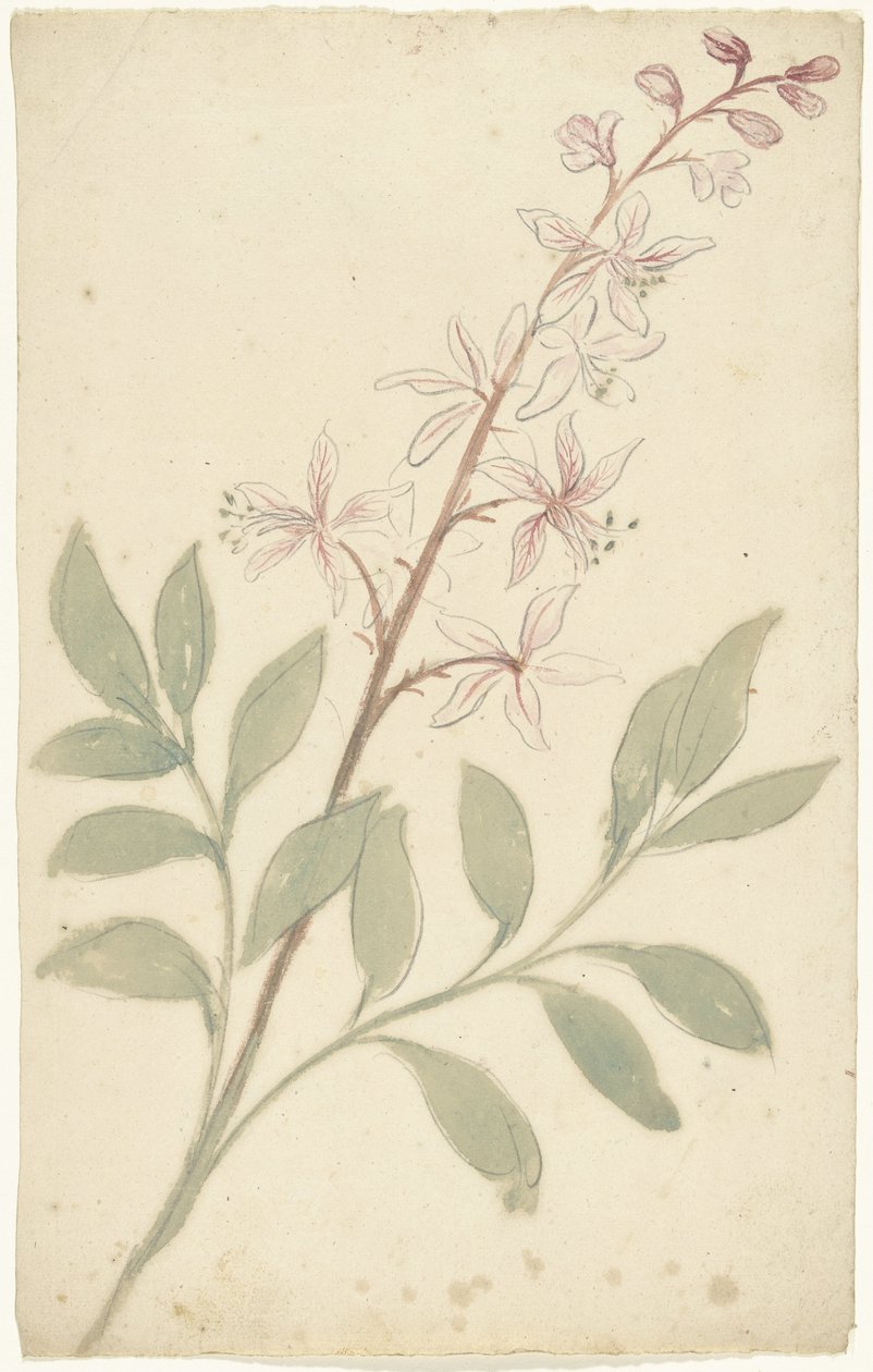 Blumenstudie von Elias van Nijmegen