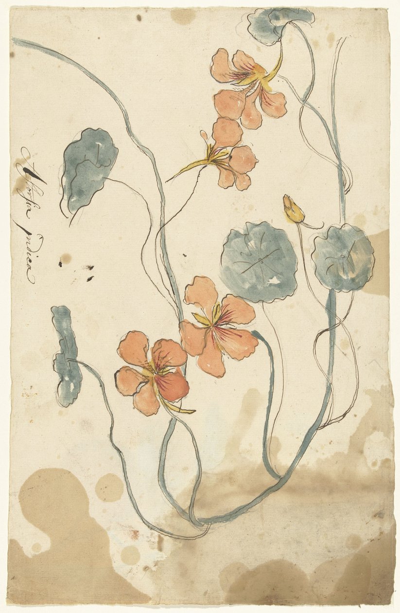 Kapuzinerkresse von Elias van Nijmegen