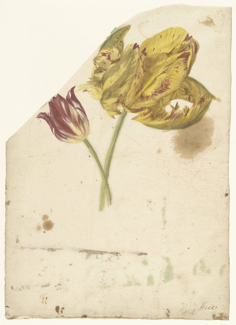 Studie von zwei Tulpen von Elias van Nijmegen