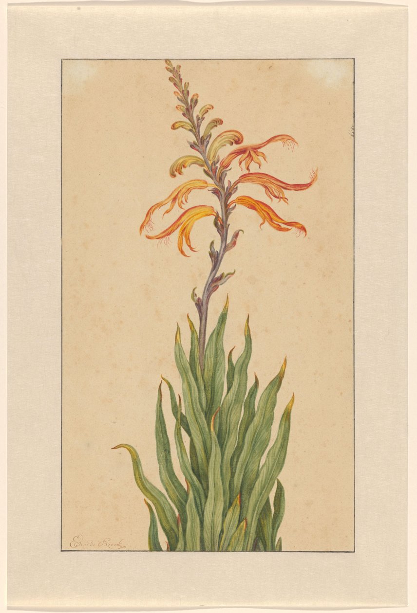 Crocosmia (Montbretie) von Elias van den Broeck (signed by artist)