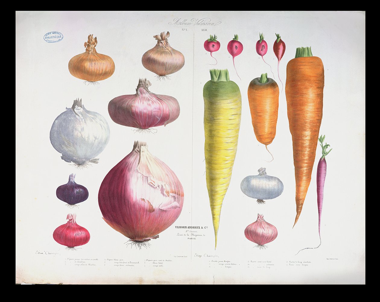 Zwiebeln, Radieschen und Karotten, aus dem ersten Album Vilmorin, 1850 von Elisa Champin