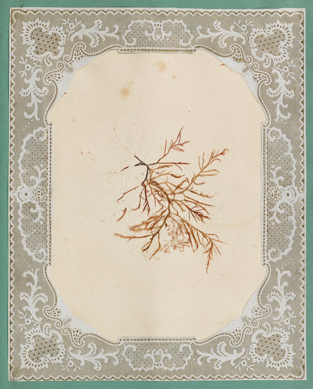Seetang von Eliza A. Jordson