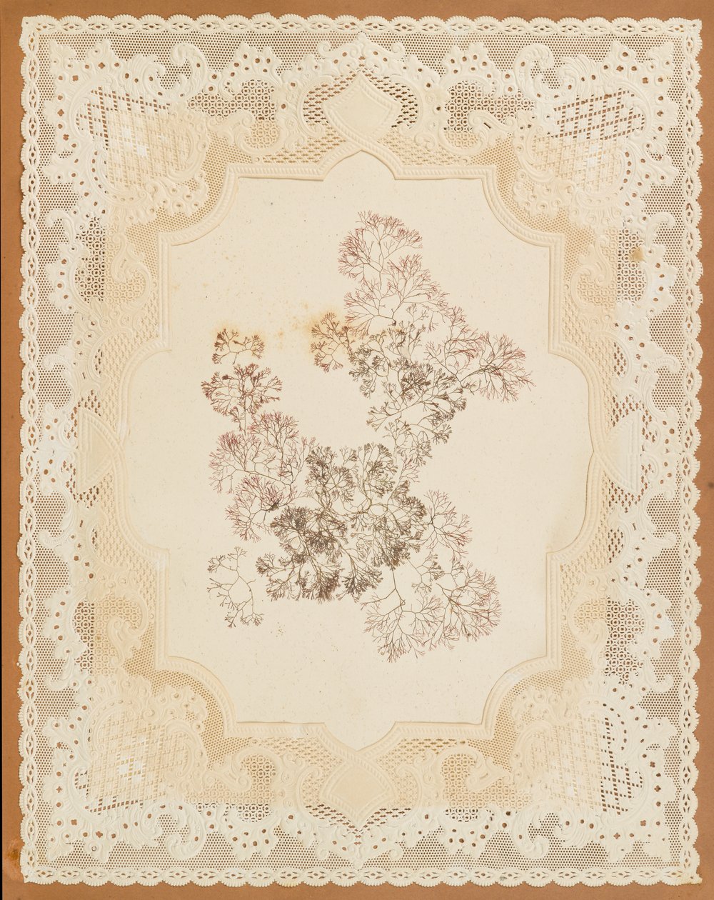 Seetang von Eliza A. Jordson