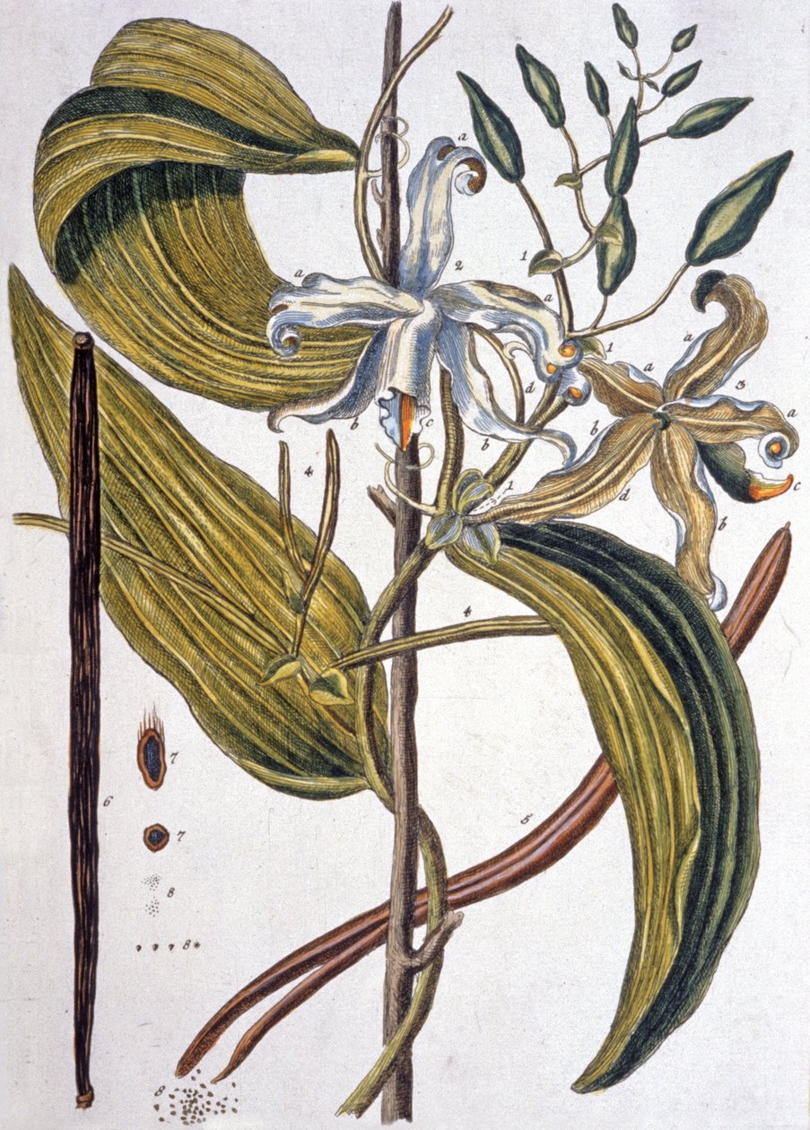 Vanilleschote 1737 von Elizabeth Blackwell