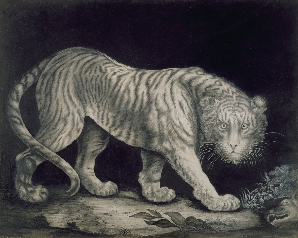Ein streunender Tiger von Elizabeth Pringle