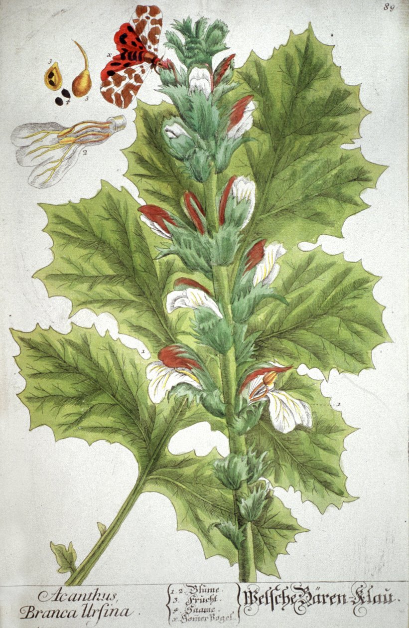 Die Acanthus, 1737 von Elizabeth Blackwell