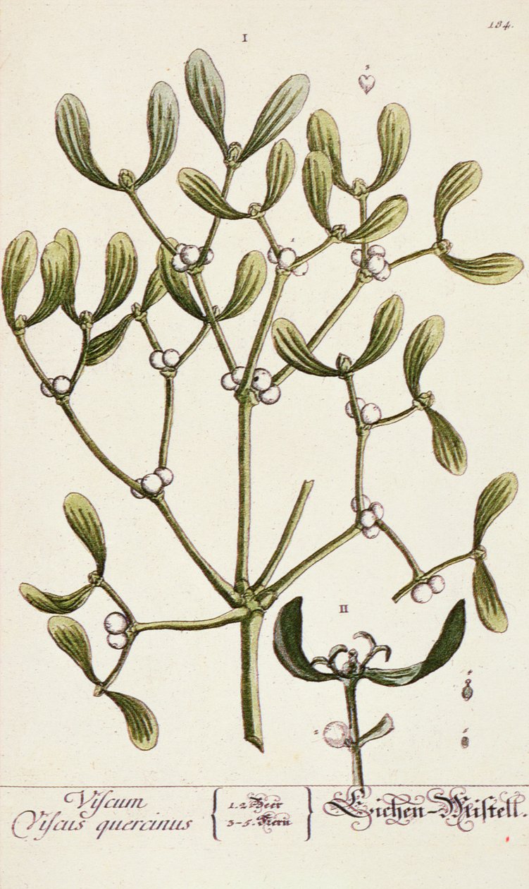 Mistel aus 
