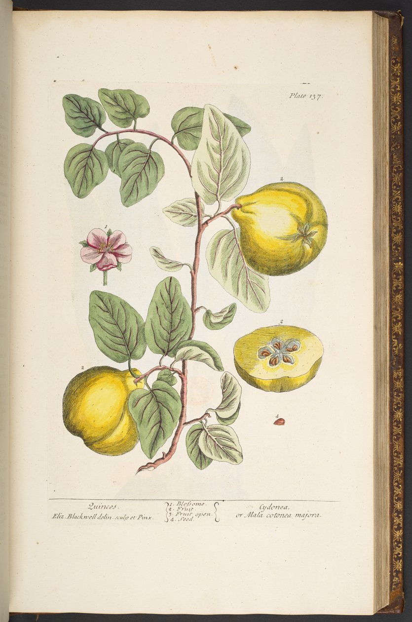 Tafel 137, aus 