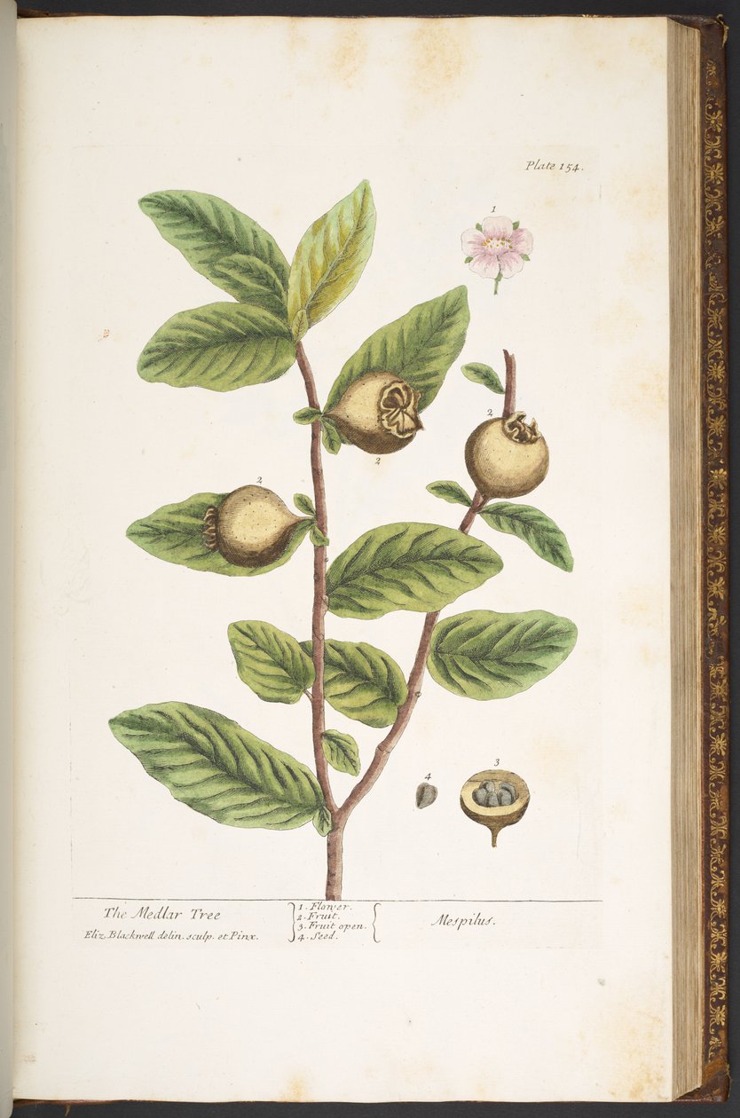 Tafel 154, aus 