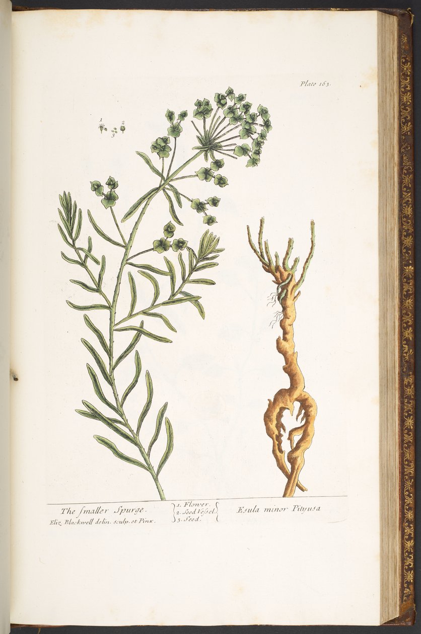 Tafel 163, aus 