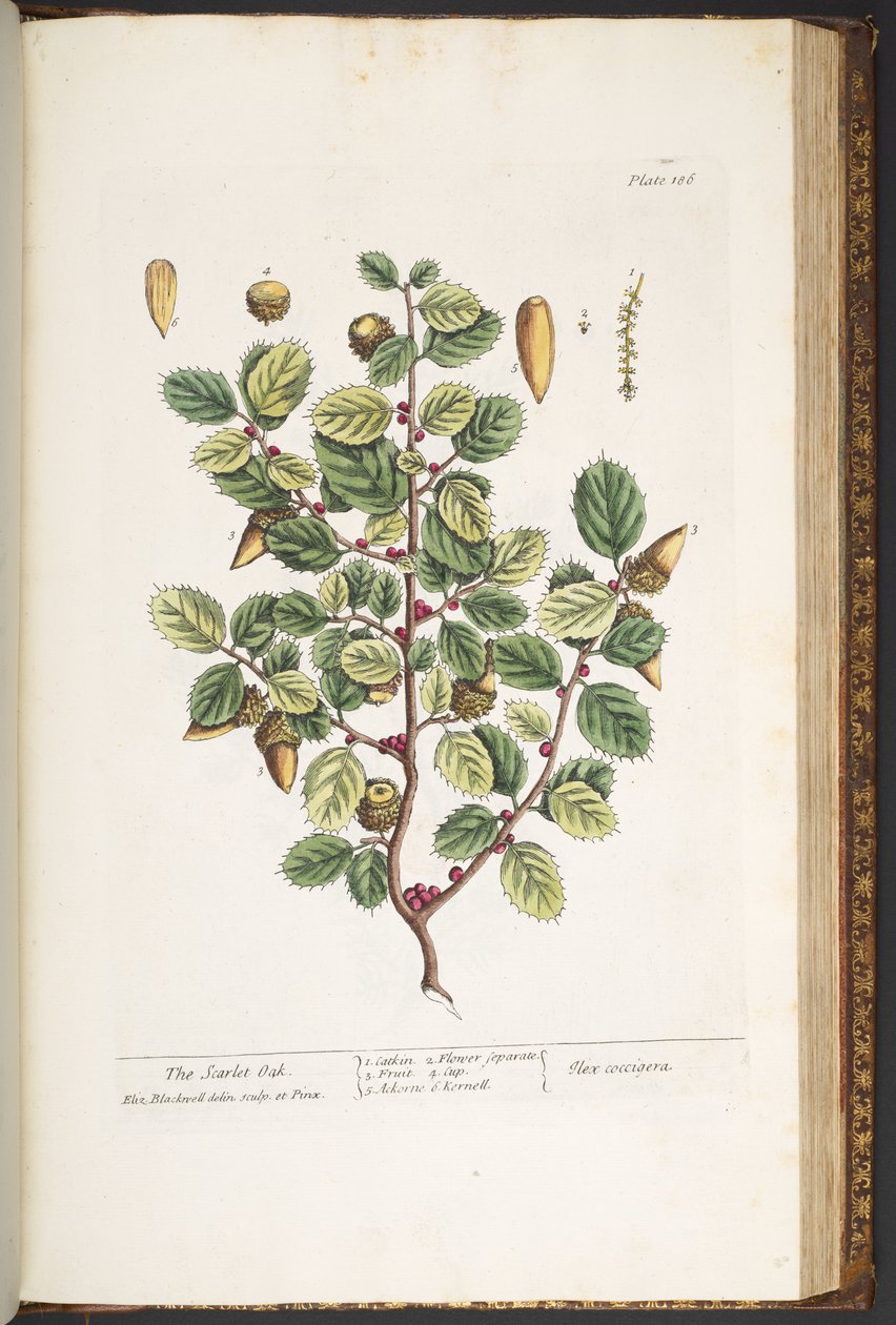 Tafel 186, aus 