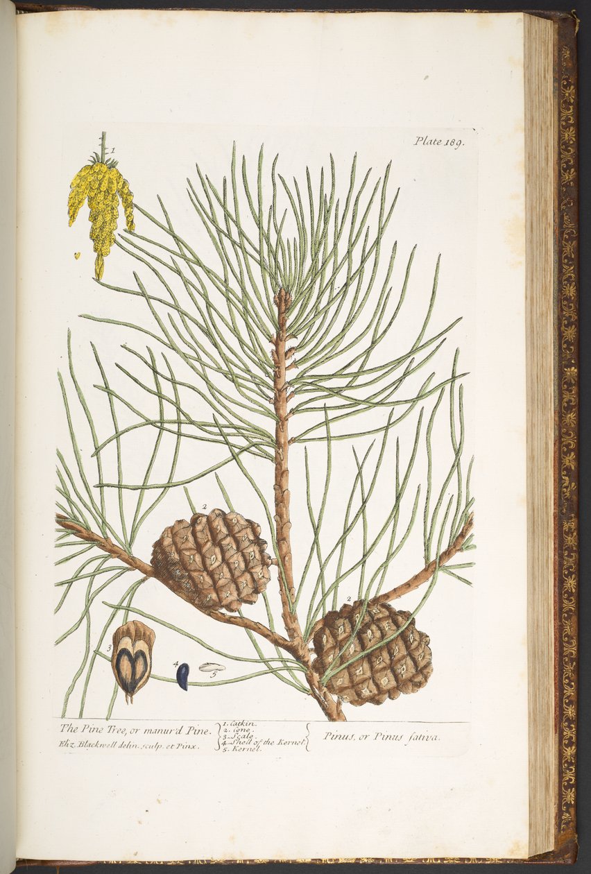 Tafel 189, aus 