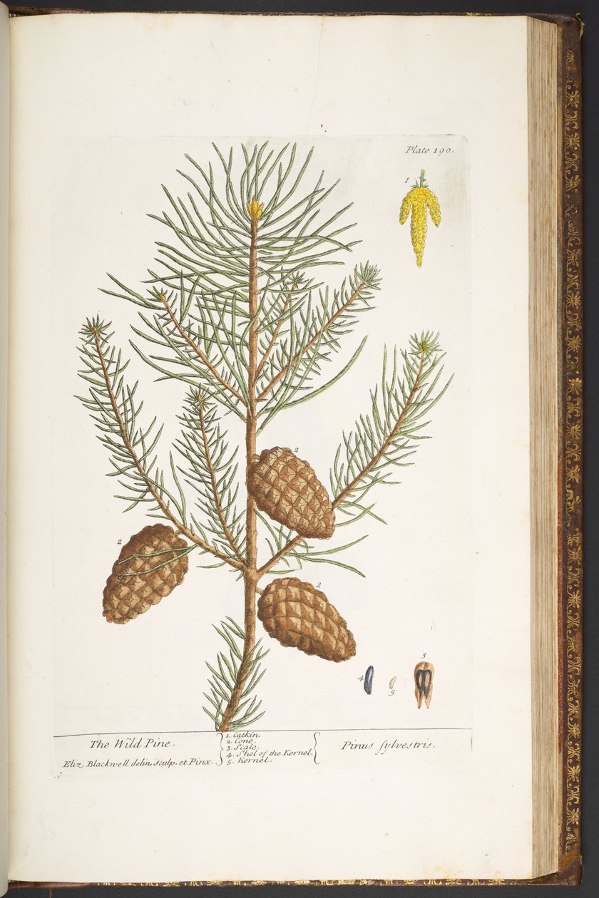Tafel 190, aus 