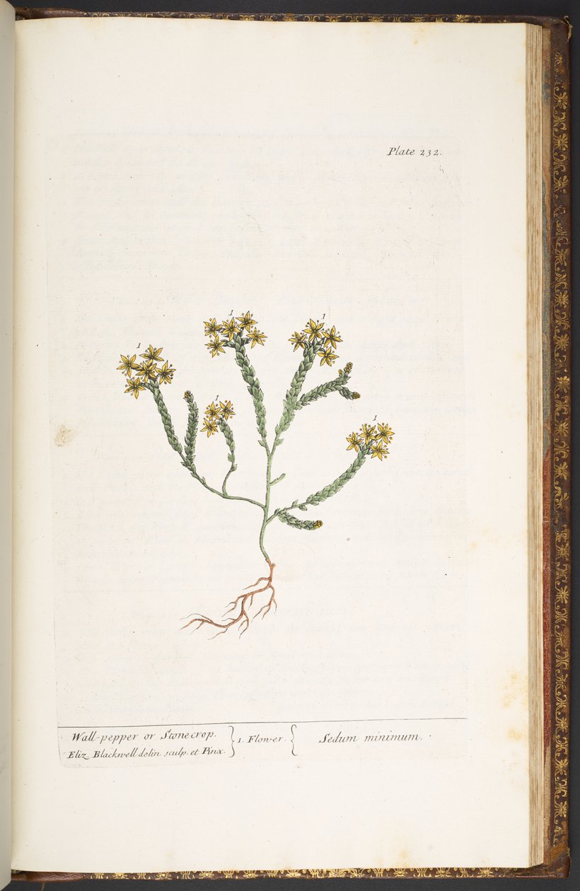 Tafel 232, aus 