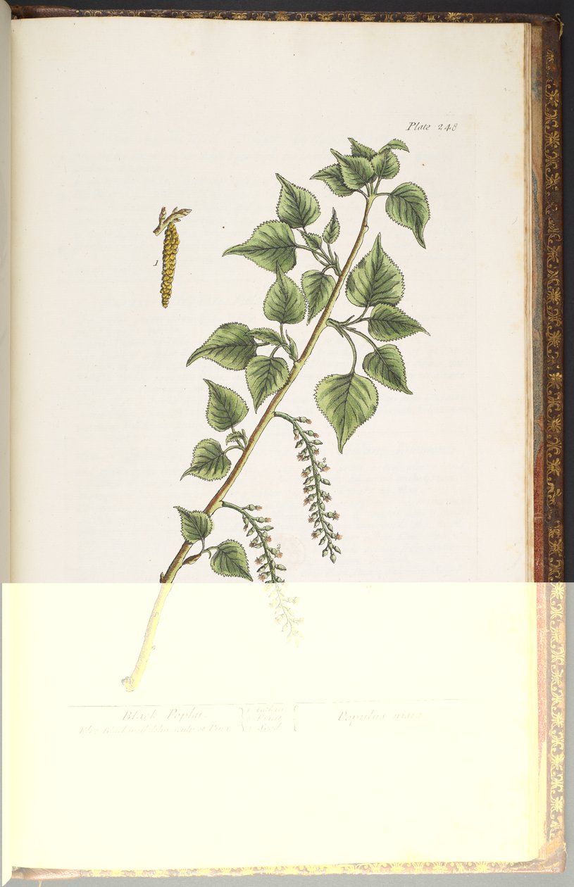Tafel 248, aus 