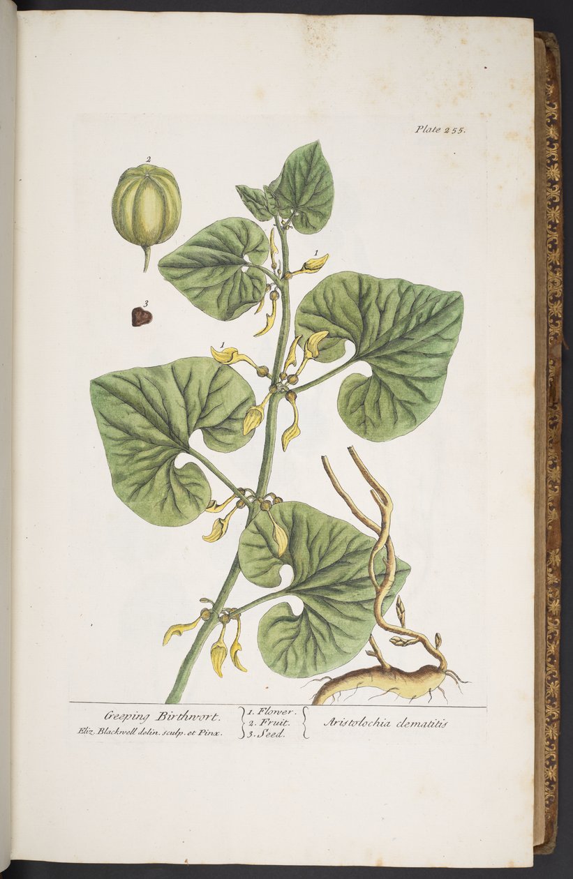 Tafel 255, aus 