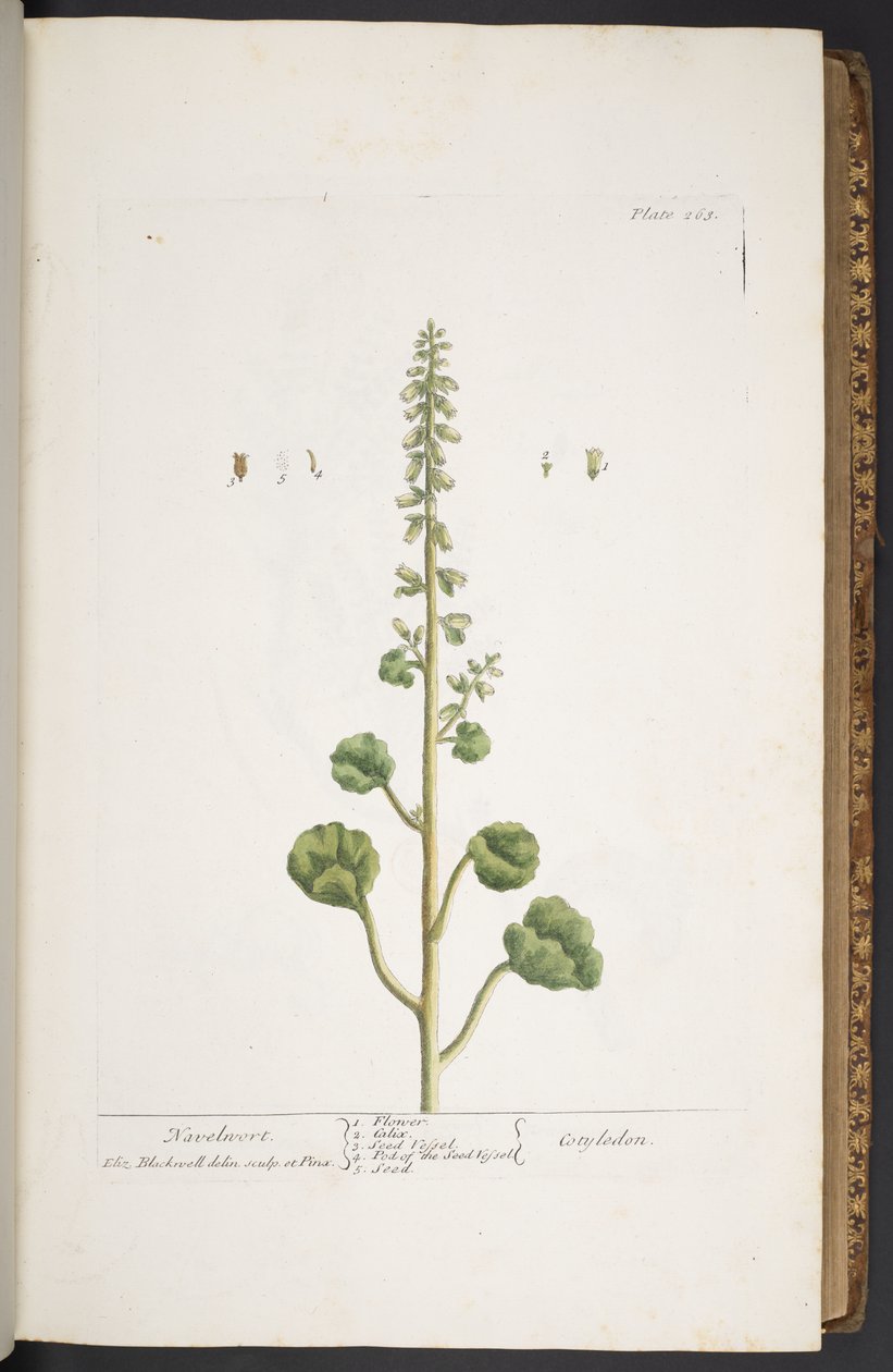 Tafel 263, aus 