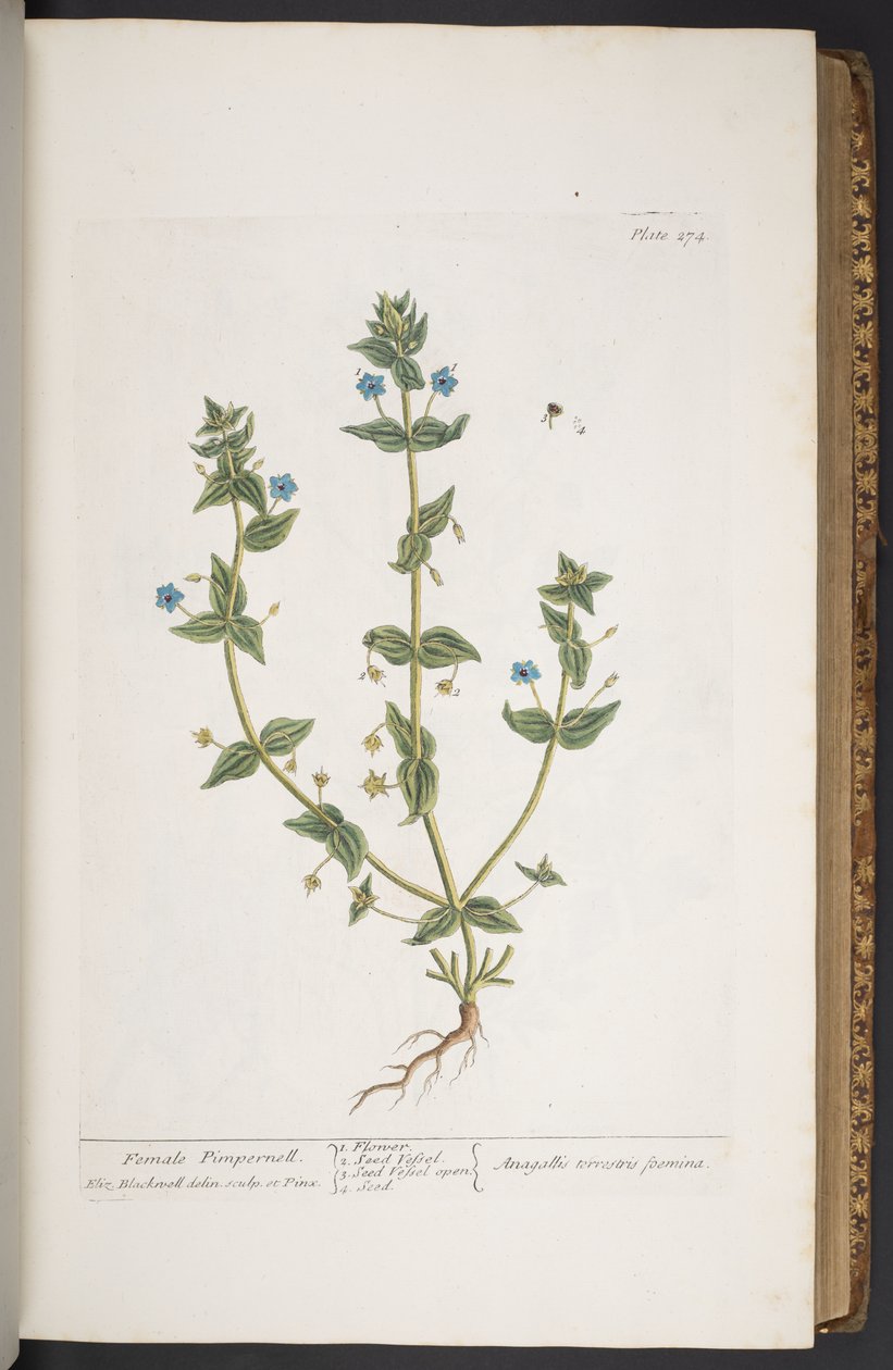 Tafel 274, aus 