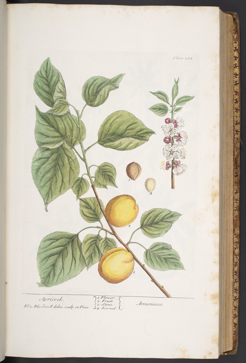 Tafel 281, aus 