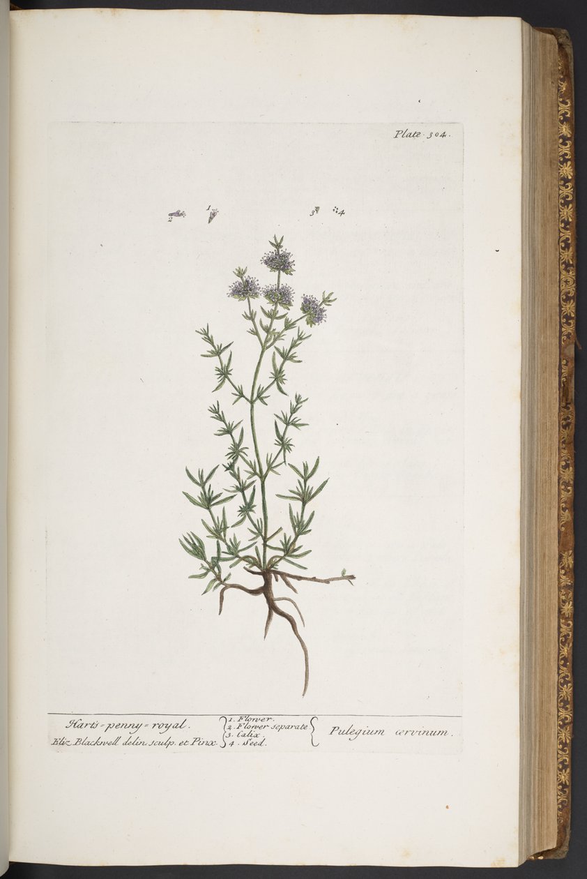 Tafel 304, aus 