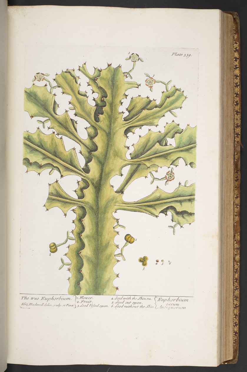 Tafel 339, aus 
