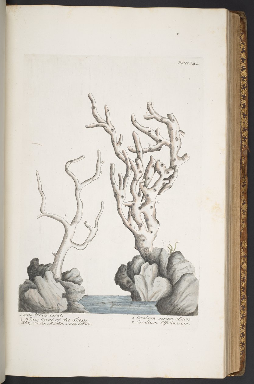 Tafel 342, aus 