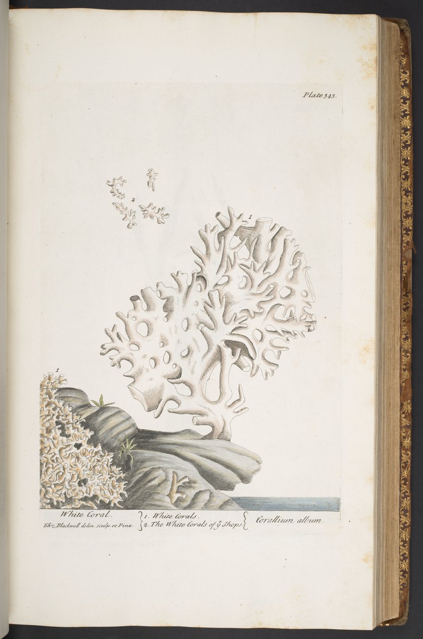 Tafel 343, aus 