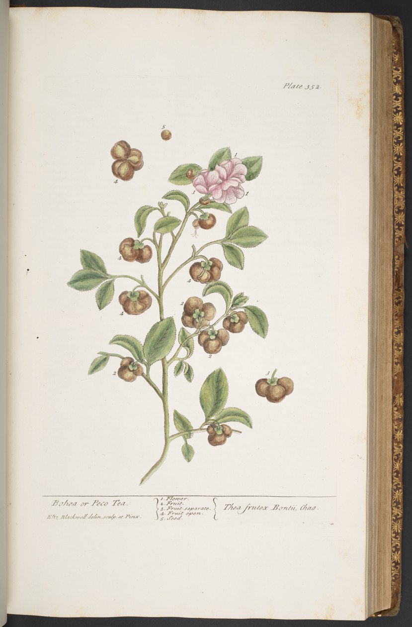 Tafel 352, aus 