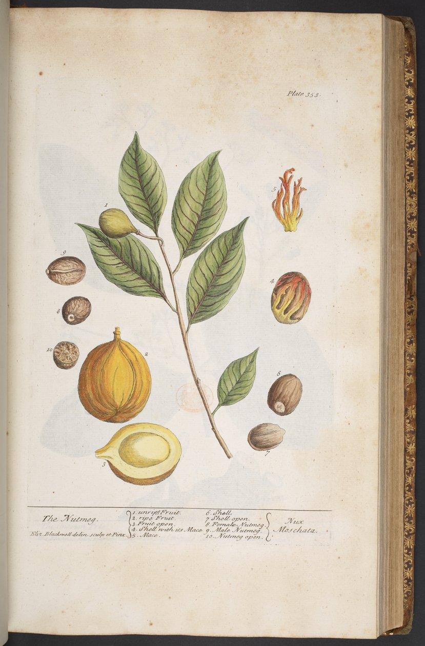 Tafel 353, aus 