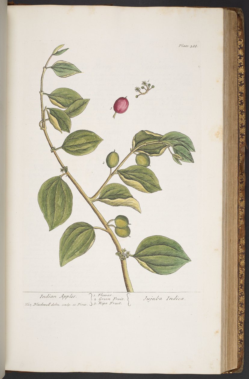 Tafel 388, aus 