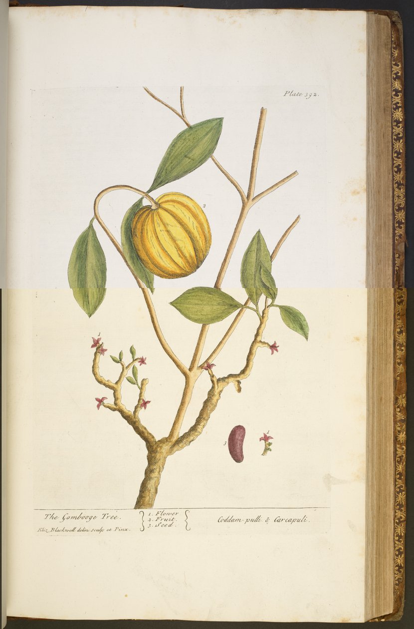 Tafel 392, aus 