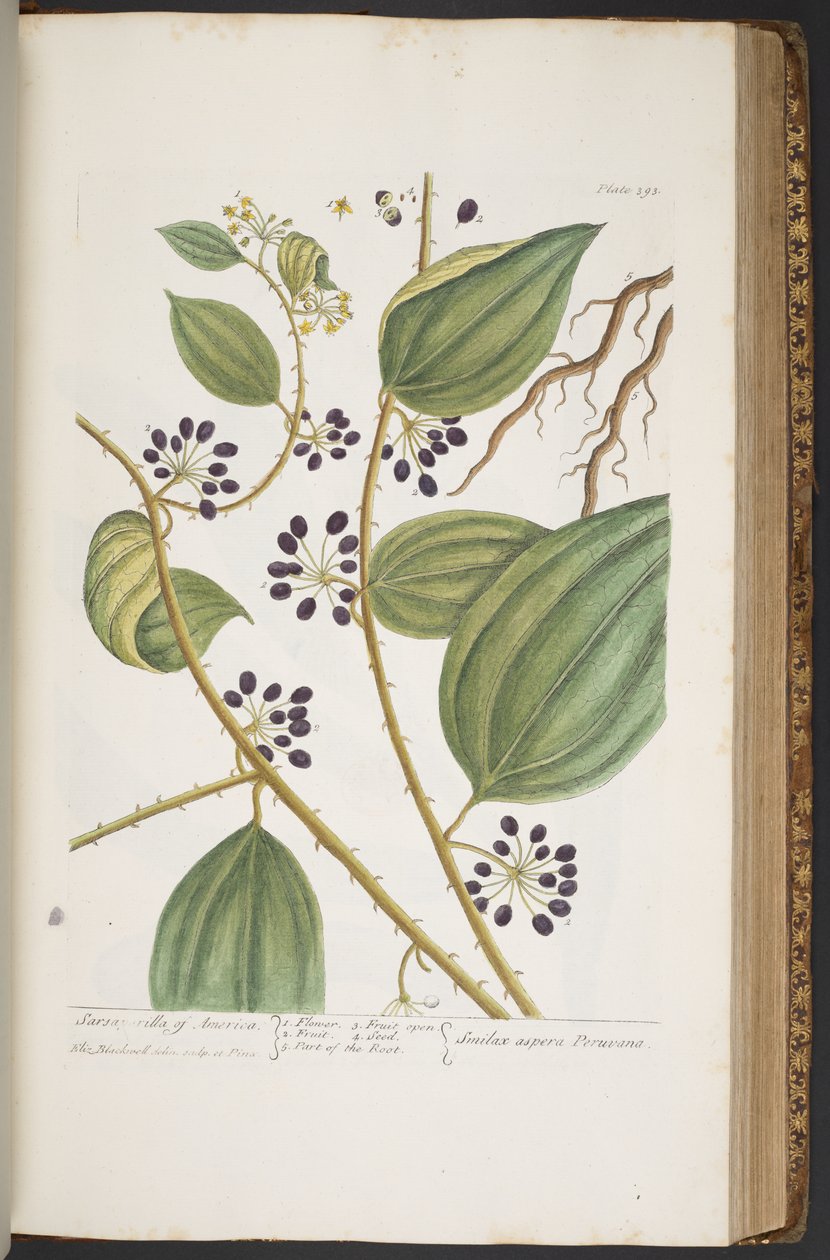 Tafel 393, aus 