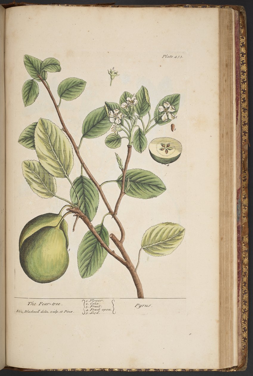 Tafel 453, aus 