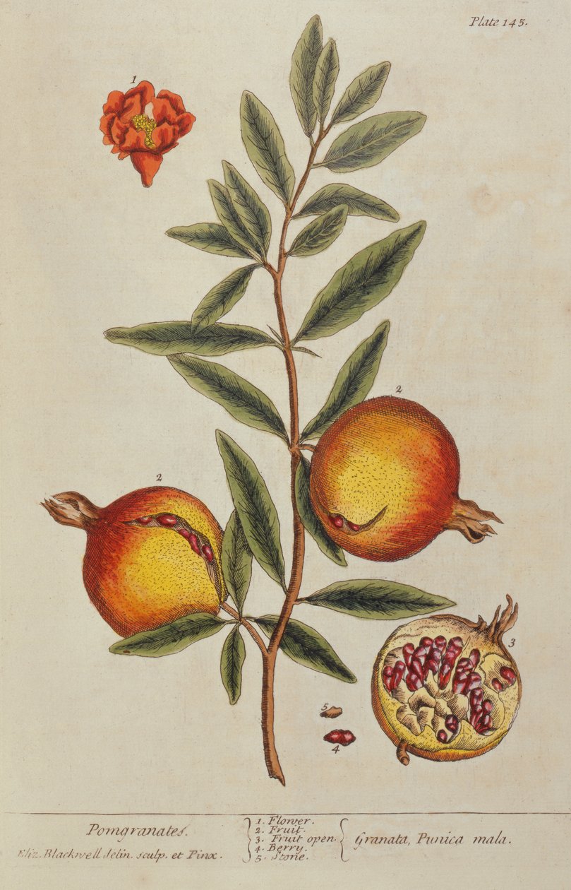 Punica granatum, aus 